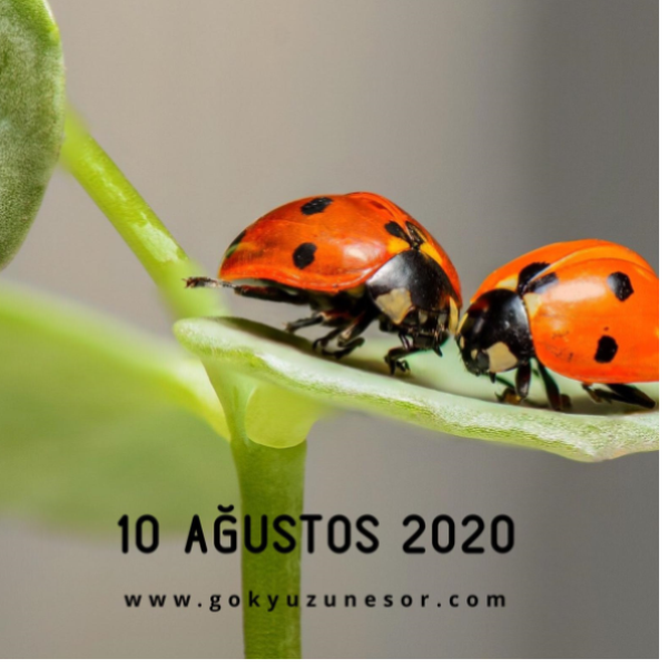 10 agustos 2020 pazartesi 10 agustos 2020 pazartesi